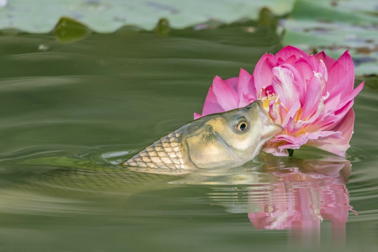 img, tenan, 芦苇芯